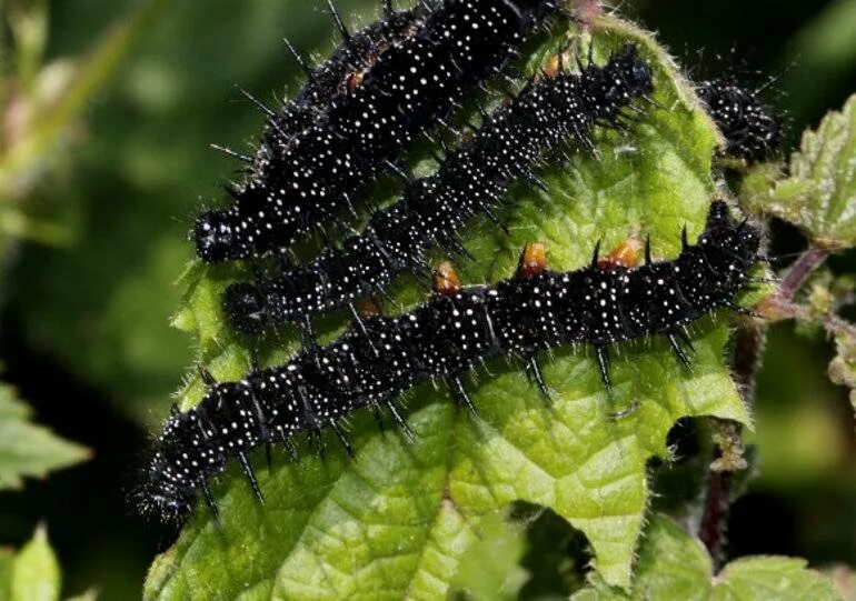 большой павлиний глаз гусеница. павлиноглазка грушевая гусеница бабочка. павлиноглазка бабочка и гусеница. павлиноглазка грушевая гусеница бабочка. гусеница павлиноглазки грушевой.