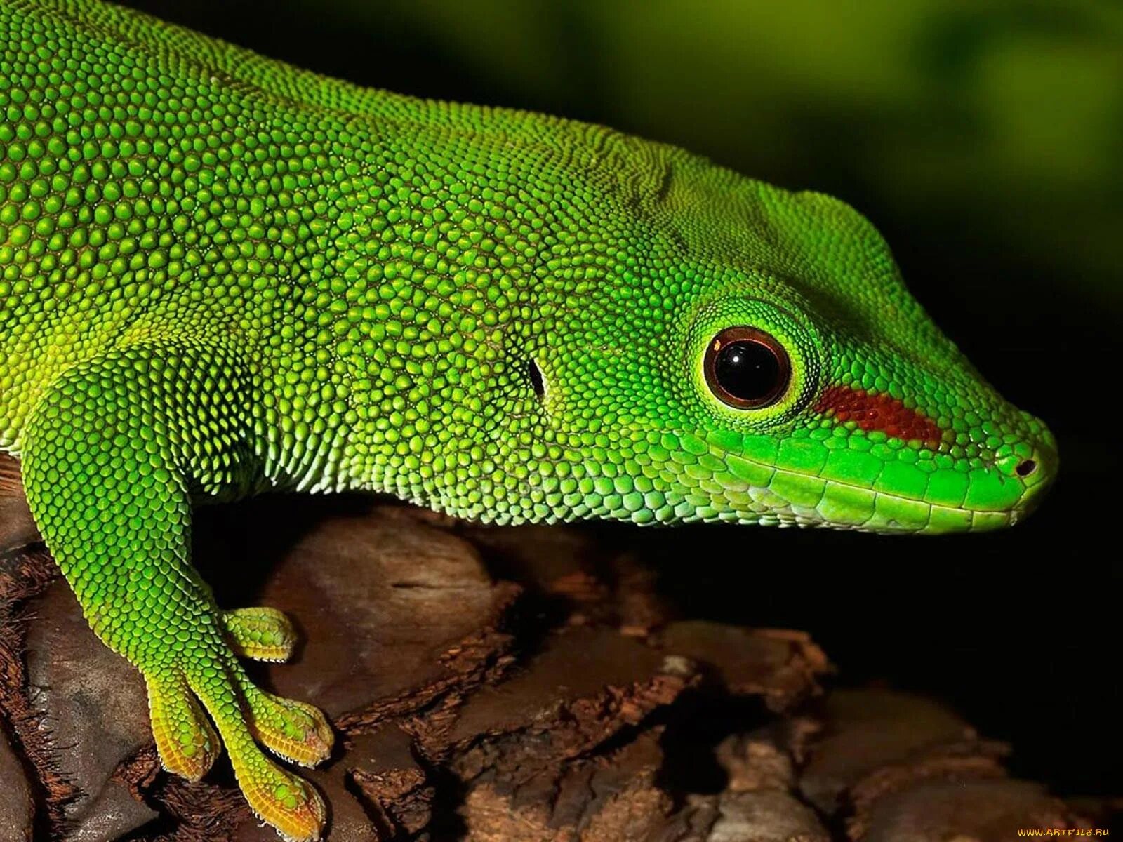 Животное похожее на ящерицу. Зеленый Варан. Игуана анолис. Смарагдовый сцинк. Зеленый сцинк ящерица.