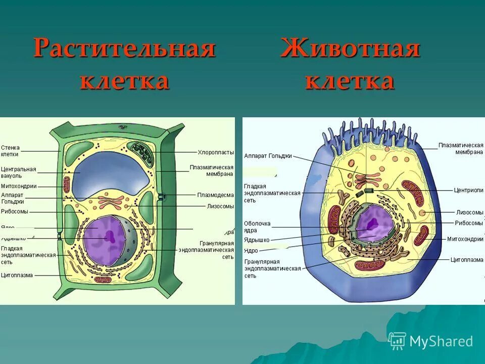 Строение клетки царства животных. Строение животного и растительной клетки 5 класс. сравнение клетки животного и клетки растения цитоплазма. строение живой и растительной клетки. строение растительной и животной клетки 9 класс биология.