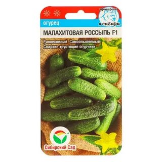 Огурцы сибирского сада