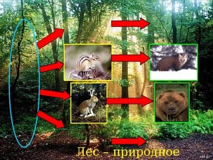 Организмы природного сообщества леса