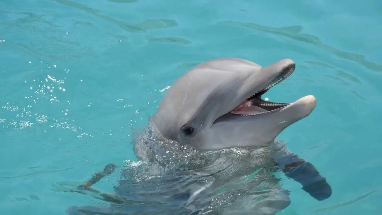 будет ли дельфин 4