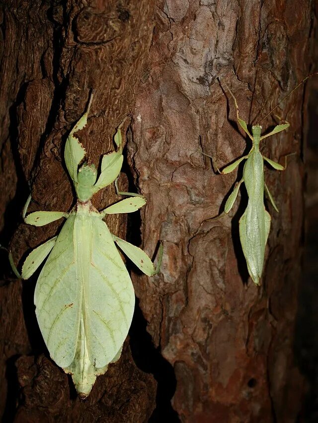 Giant Leaf Insect (Phyllium giganteum) Butterfly Farm, Bri. Flickr