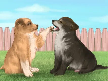Much dogs