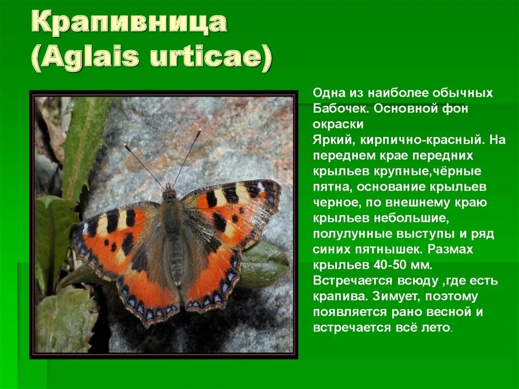 Крапивница чем питается. Крапивница Aglais urticae. Бабочка крапивница (Aglais urticae). Бабочка Шоколадница-крапивница. Сообщение о бабочке крапивнице 2 класс окружающий мир.