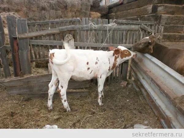 Сколько телится корова. Фото когда корова отелилась. Фото теленка отелилась. Как узнать что корова отелилась.