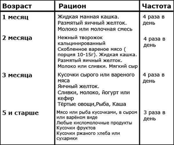 Сколько надо кормить котенка. Кормление котят 2-3 месяца кормом. Чем можно кормить 2 месячного котенка. Чем кормить котёнка в 2 5 месяца в домашних условиях. Рацион котенка в 1 месяц.