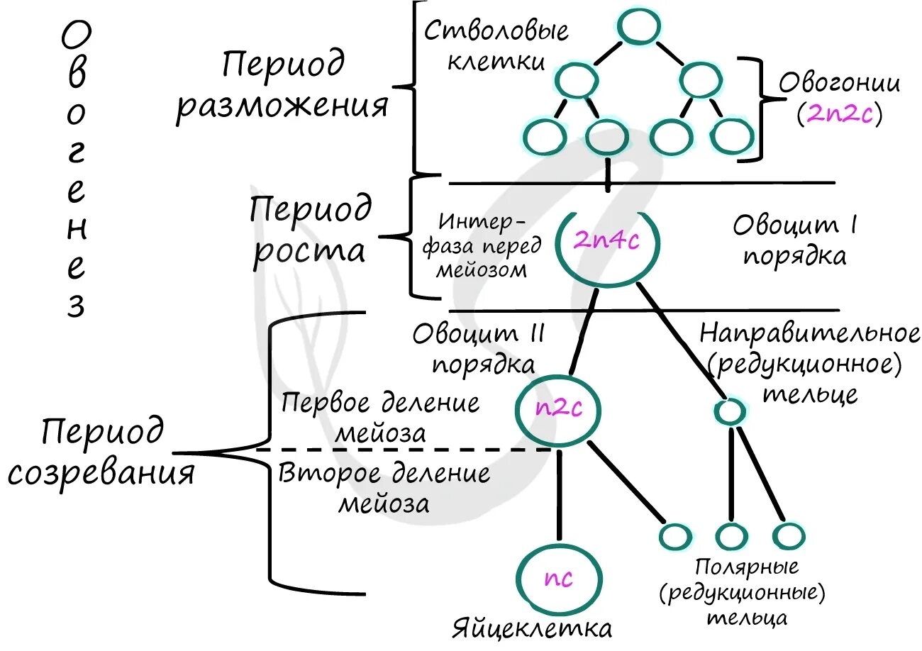 Роста образуется в результате