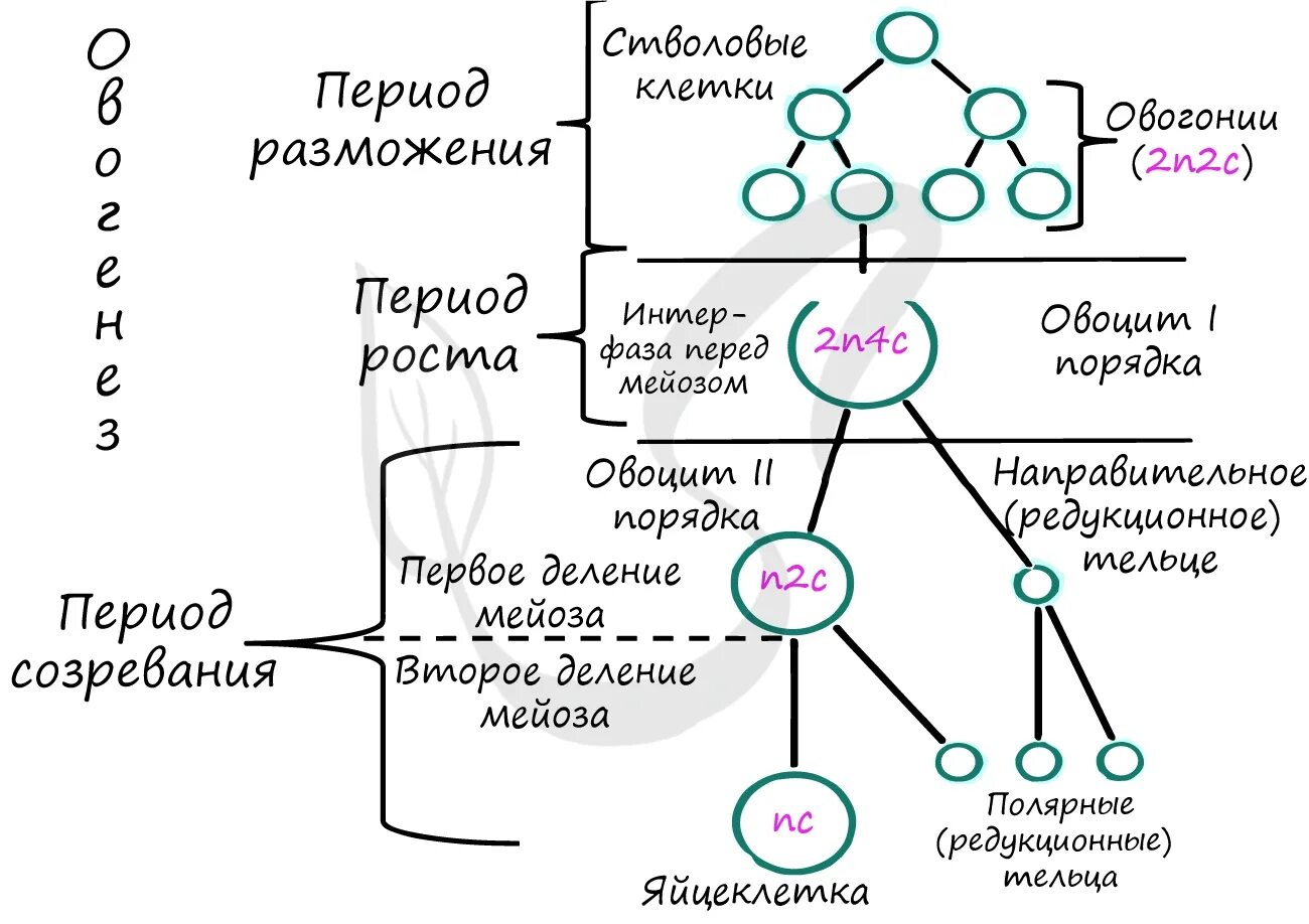 Фаза размножения сперматогенеза. Фаза созревания овогенеза. Схема и стадии сперматогенеза и овогенеза. Фазы гаметогенеза схема. Развитие мужских гамет