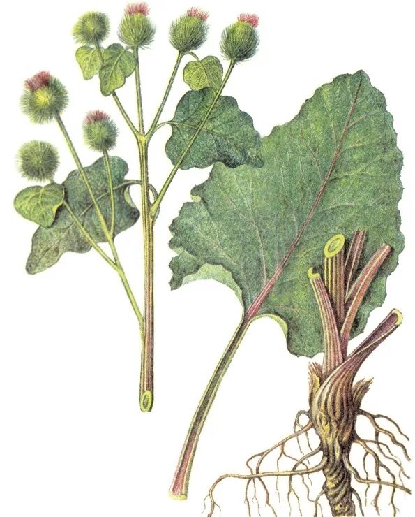 Бурдак корень лопуха. Репейник и репей. Стебель лопуха. Белокопытник сахалинский. Черешки лопуха.