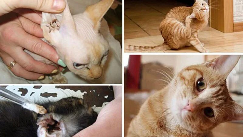 Ушной клещ у кошек и котов: причины заражения и лечение недуга