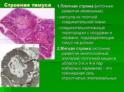 Строма органов какая ткань