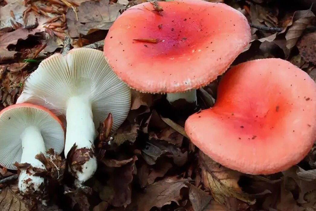 Сыроежка трубчатый или. Сыроежка Мэйра. Сыроежка Мэйра Russula Nobilis. Гриб сыроежка Мэйра. Сыроежка жгучеедкая.