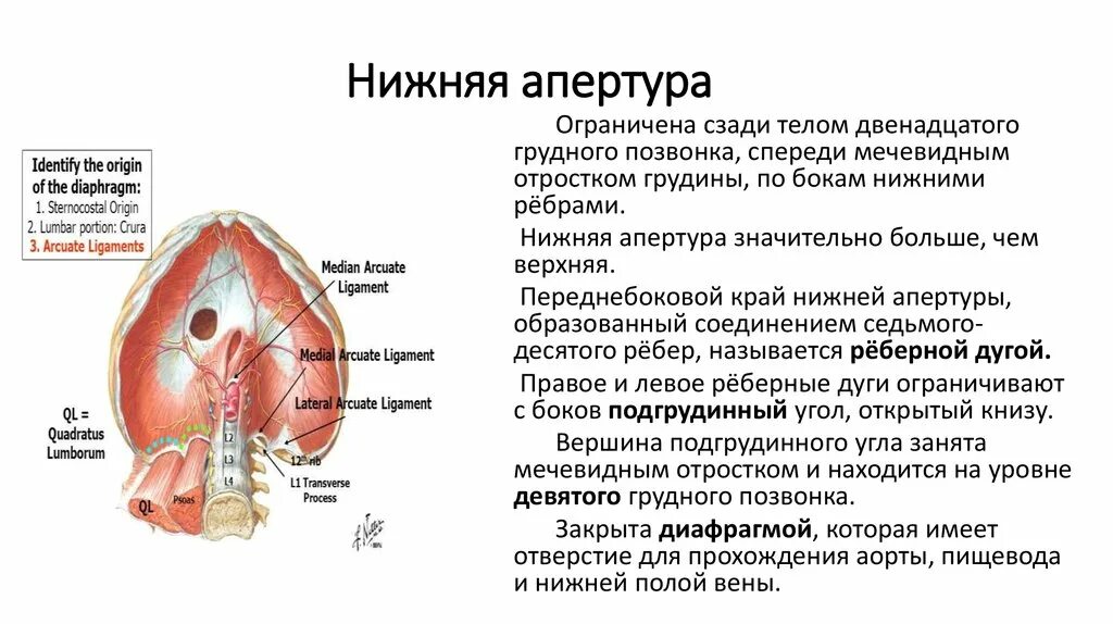 Какой тканью образована диафрагма