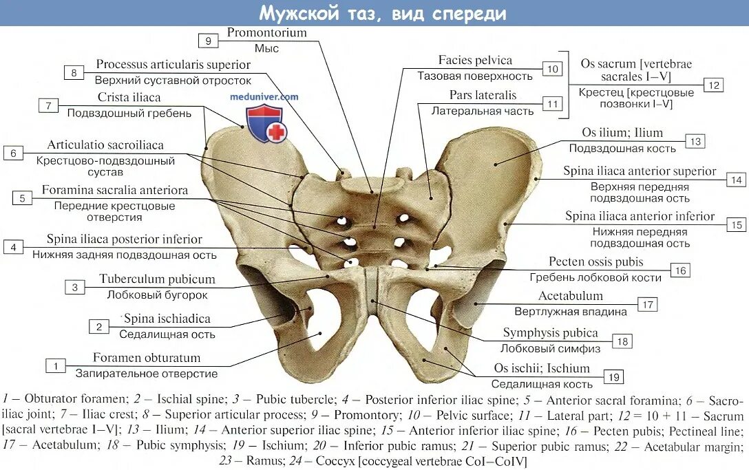 Спереди через. Анатомия костей таза человека. Скелет мужского таза вид спереди. Тазовая кость анатомия человека строение.