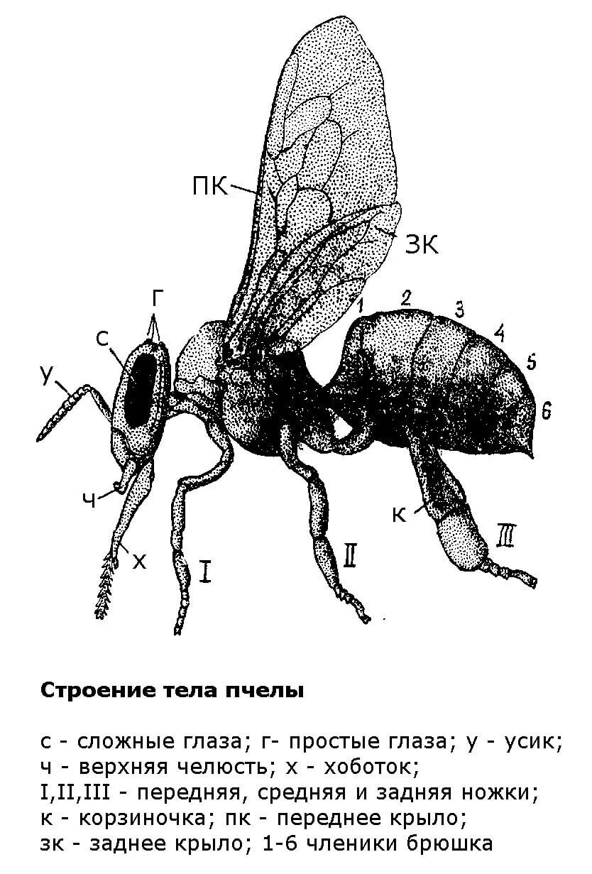 Строение насекомых пчела. Брюшко пчелы строение. Наружное строение пчелы. Строение пчелы медоносной.
