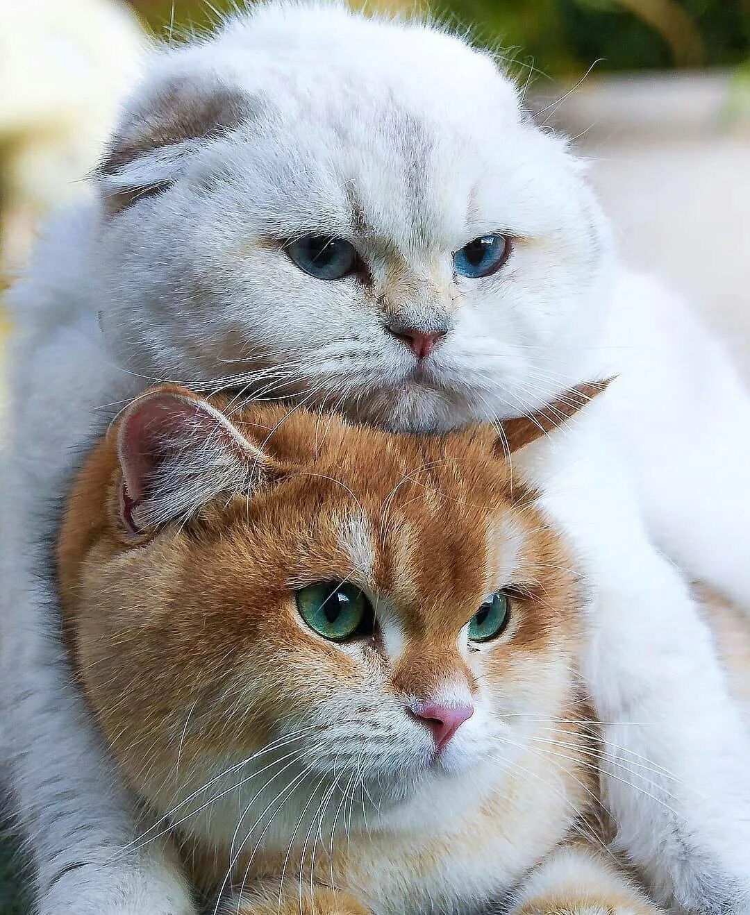 2 милых кота