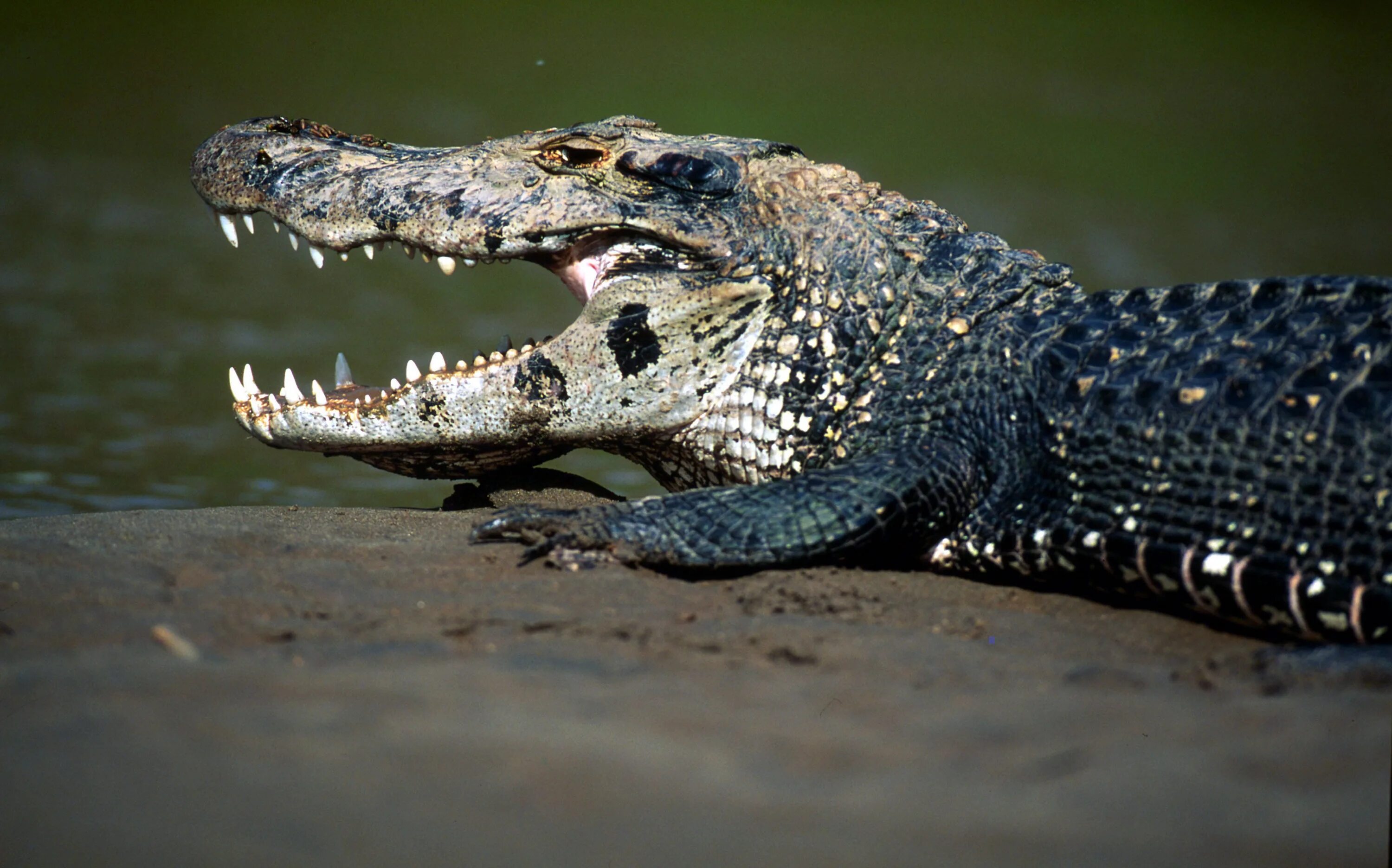 Кайман животное. Кайман амазонки. Черный Кайман крокодил. Чёрный Кайман / Melanosuchus Niger. Амазонский крокодил Кайман.