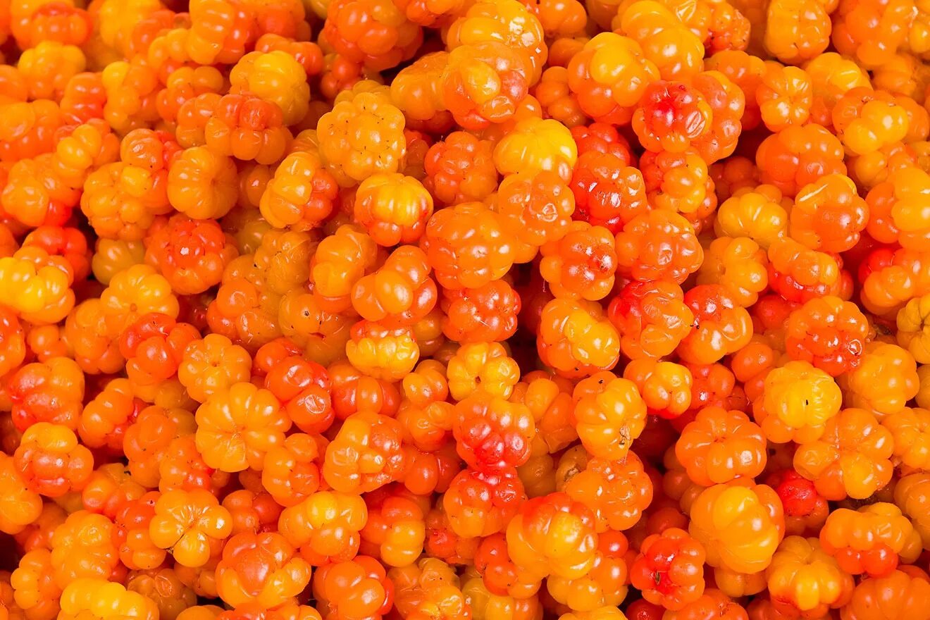 Cloudberry. Морошка. Оранжевая Морошка. Морошка плод. Морошка ягода красная.