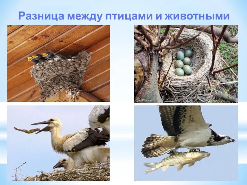 Различия между птицами