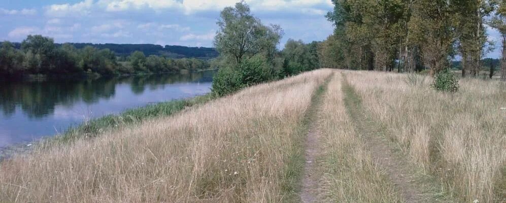 Курская область Льговский р-он. Курская область Льговский район поселок Селекционный. Курская область природа. Левшинка Льговский район Курская область.