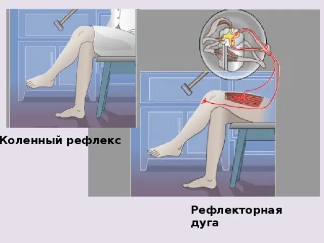 Невролог коленный рефлекс. Рефлекторная дуга коленного рефлекса. Коленный рефлекс у детей.