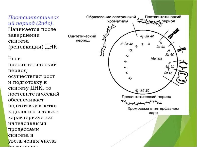 Постсинтетический период особенности. Постсинтетический период интерфазы. Постсинтетический период формула. Жизненный цикл клетки пресинтетический период. Постсинтетический период формула.