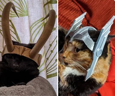Защитный кот