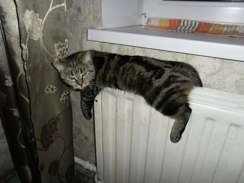 Поближе к батарее. Кот на батарее. котик на батарее. котенок на батарее. кот лежит на батарее.