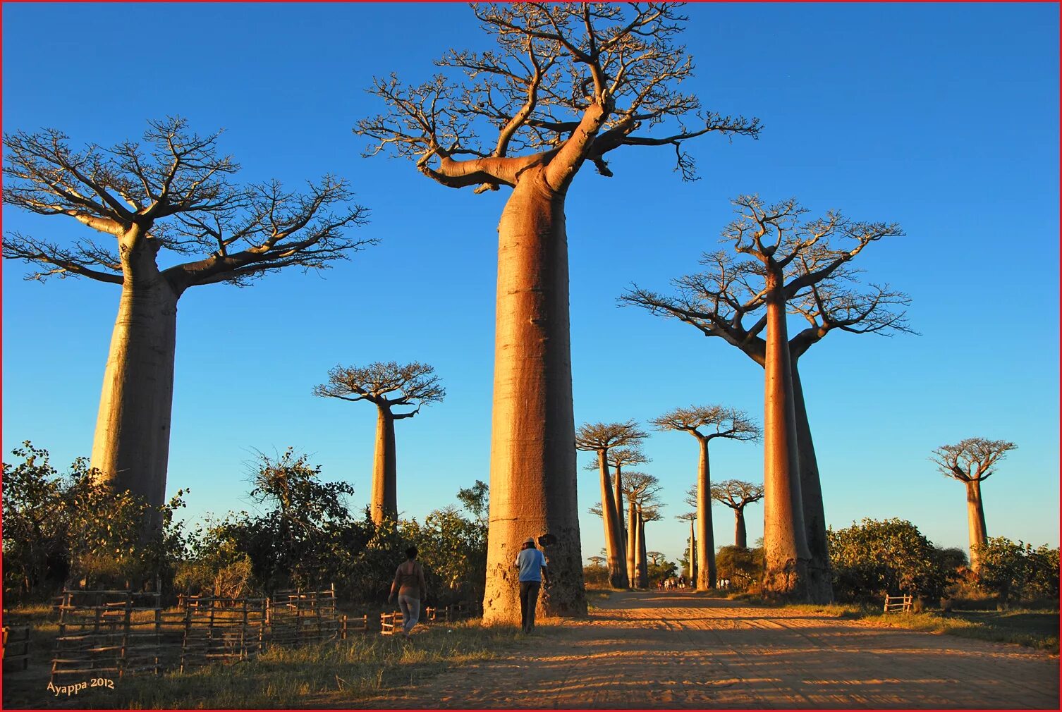Для какой природной зоны характерно дерево баобаб. Вокзал в баобабе Зимбабве. Баобабы Мадагаскара колодец. Секвойя или баобаб. Баобаба Галапагос.