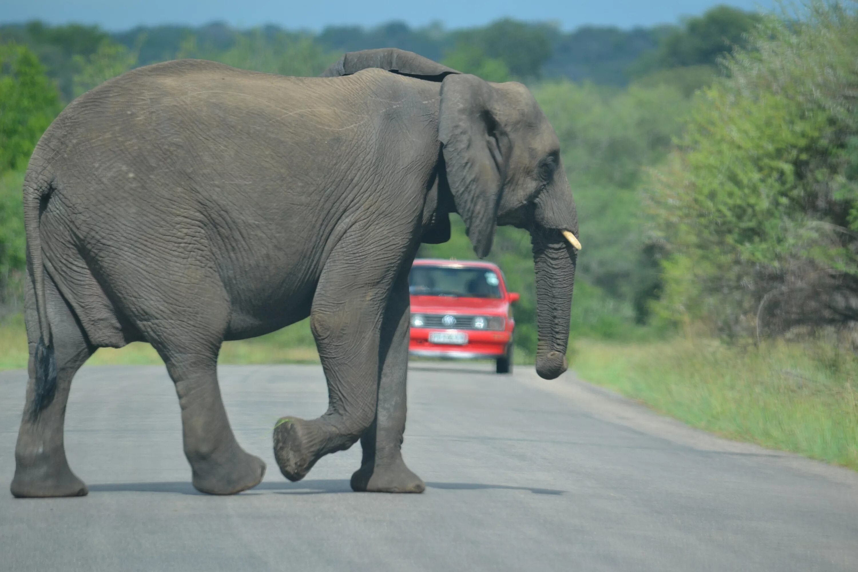 Huge elephant. Слон. Хобот слона.