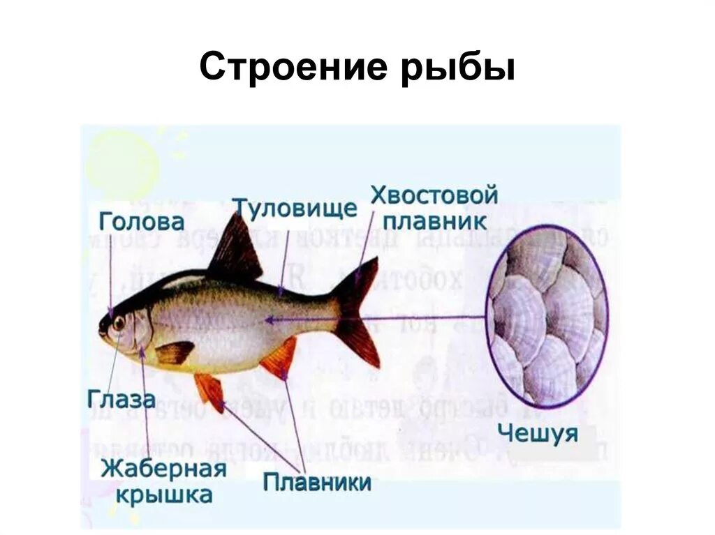 Картинка строение. Строение рыбы схема. Строение рыбы для детей. Строение рыбы внешнее для детей. Строение рыбы для детей дошкольного возраста.