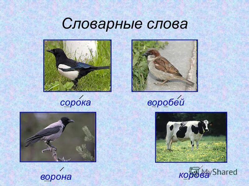 Словарные слова ворона Воробей сорока. Ворона сорока Воробей. Воробей ворона словарные слова. Сорока-ворона.