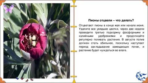 Что делать с пионом купленным весной