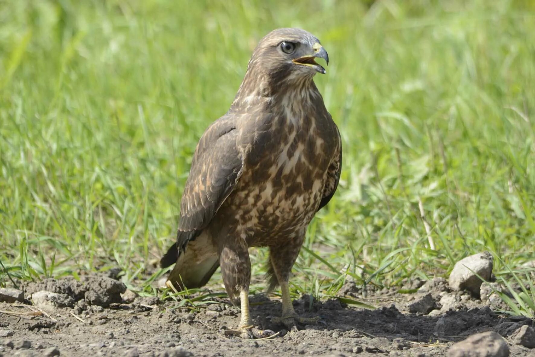 Ястреб саратов. Канюк Сарыч обыкновенный. Канюк Buteo Buteo. Сокол канюк. Лунь канюк тетеревятник.