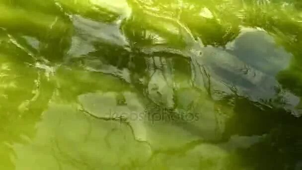 Зелёная сточная вода. Причина зеленых вод. Причина зеленых вод. Сине-зеленые водоросли цианобактерии. Зелёная вода в водоёмах.