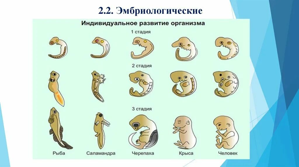 Онтогенез эмбриональный этап развития. Стадии индивидуальное развитие организма онтогенез. эмбриональное развитие биология схема. периоды индивидуального развития организма. индивидуальное развитие биология 10 класс.