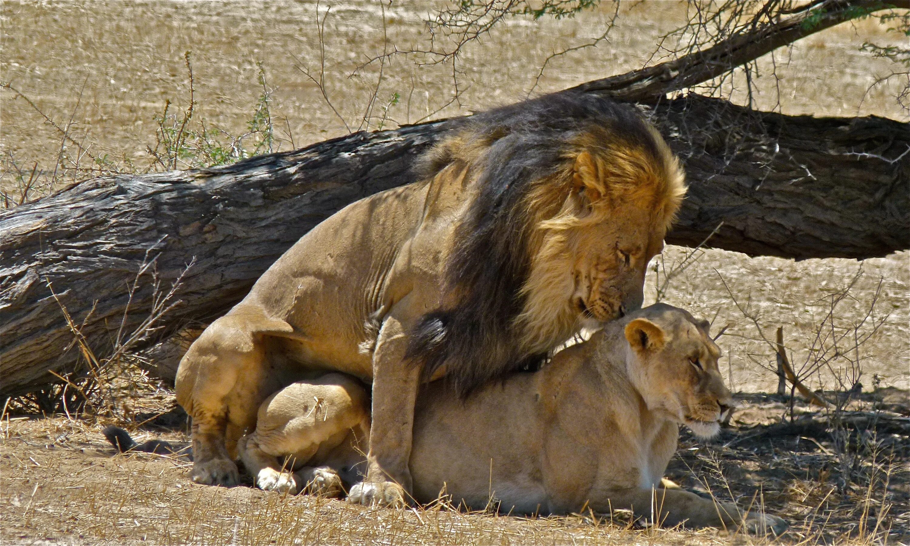 Mating type. Лев (panthera leo). lion mating. lions mating close up.