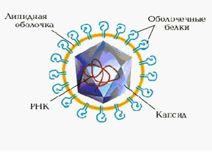 Вирус гепатита 6. Строение вируса гепатита b. Схема строения вируса гепатита д. Строение вируса HCV. Гепатит с строение.