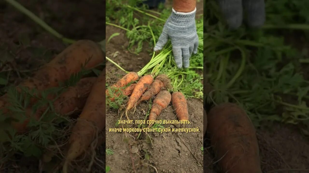 Как убирать морковь. Морковь немытая. как выдергивают морковку из земли. как снять морковь правильно. чем удалить ботву.