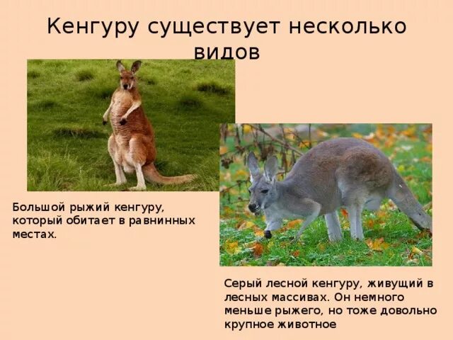 Кенгуру питается. Факты о кенгуру. Кенгуру рассказ для детей 1 класса. Кенгуру описание для детей. Кенгуру описание.