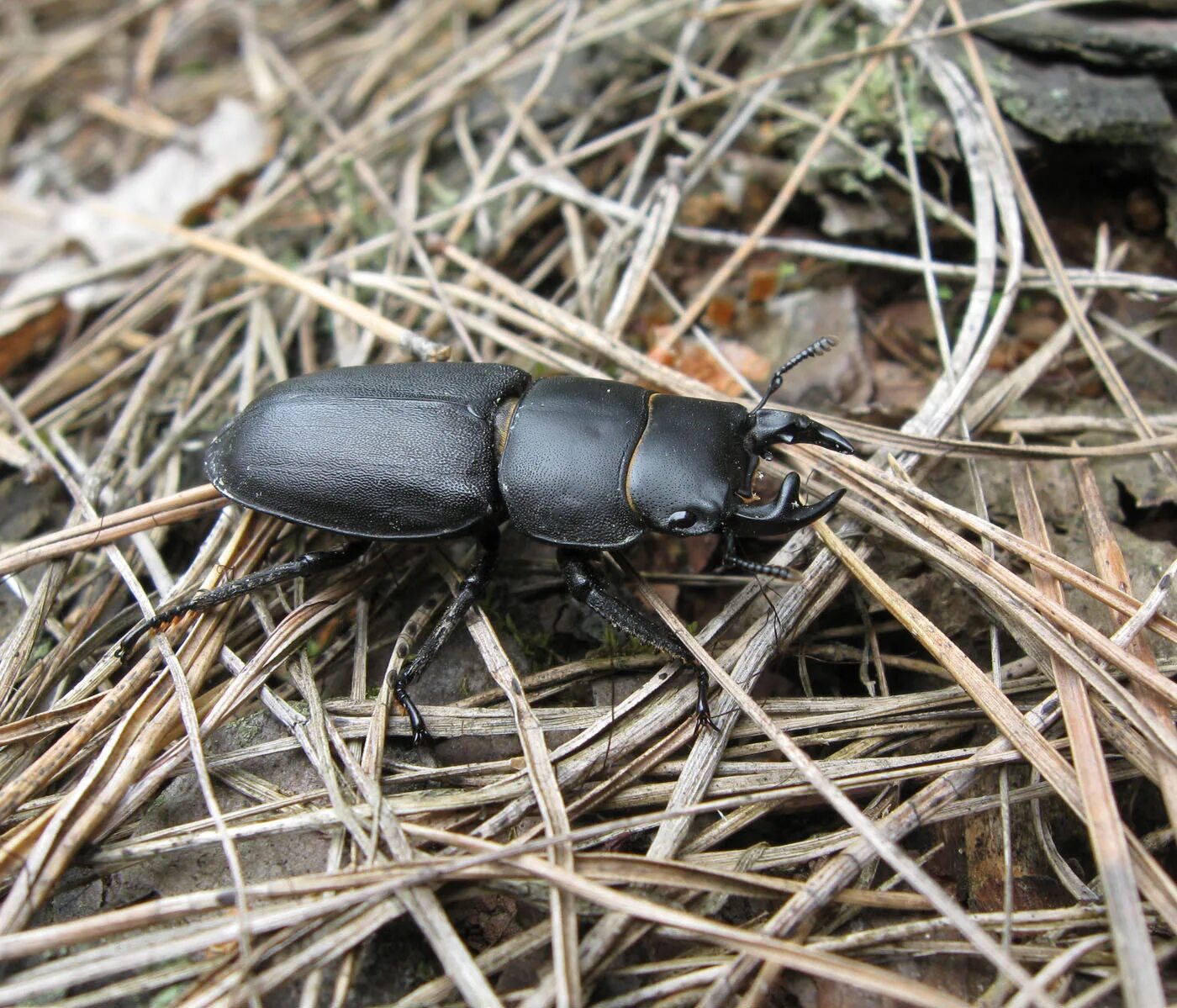 Geotrupes stercorarius (l. Жук доркус титан. Жук навозник зеленый. Жук обыкновенный. Обыкновенный навозный жук.