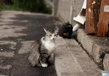 Во дворе кошки малышка о нас