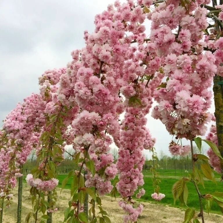 Вишня мелкопильчатая сакура. Сакура (вишня мелкопильчатая) amanogawa. Вишня мелкопильчатая кику-шидаре-сакура. Вишня мелкопильчатая сакура. Вишня мелкопильчатая кику-шидаре-сакура.