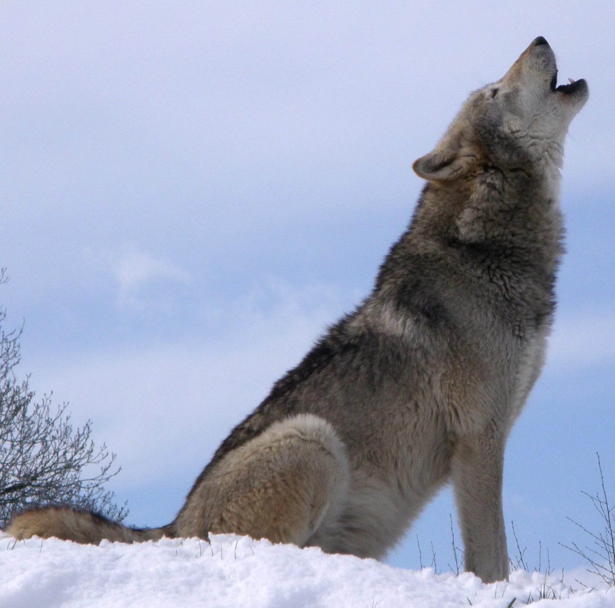 Родина дружелюбного волка. Канис Люпус. Canis Lupus spelaeus. Волк. Воющий волк.