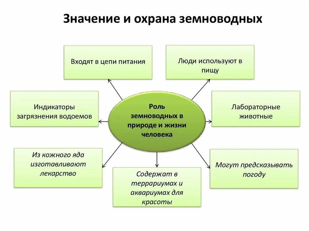 Какое значение земноводных в жизни человека. Значение земноводных в природе и жизни человека. Значение земноводных в природе. Роль земноводных в природе. Значение земноводных амфибий.