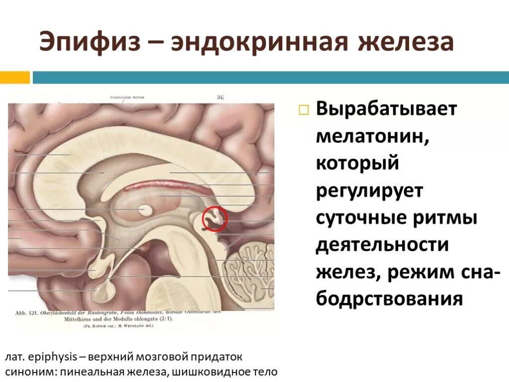 Шишковидная железа