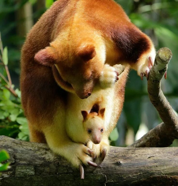 Сумчатый древесный кенгуру. Tree kangaroo. Сумчатый древесный кенгуру. Tree kangaroo. Кенгуру которые живут на деревьях.