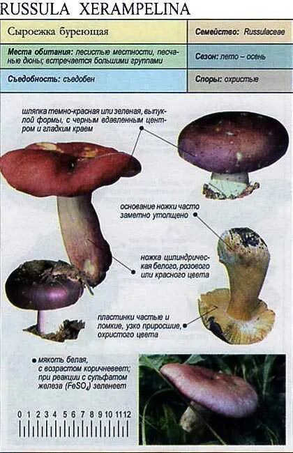 Какую среду обитания освоила сыроежка биология 5. Сыроежка гриб ложный. Сыроежка несъедобные грибы. Сыроежка отличие от ложного. Сыроежки условно съедобные грибы.
