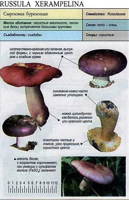 Какую среду обитания освоила сыроежка впр 5. Сыроежка гриб ложный. Сыроежка несъедобные грибы. Сыроежка отличие от ложного. Сыроежки условно съедобные грибы.